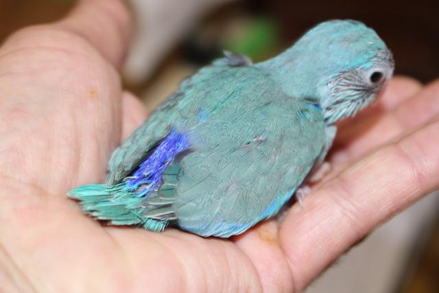 マメルリハ　挿し餌中