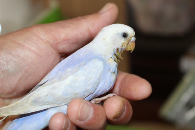 ライラック 一人餌