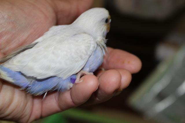 ライラック 一人餌