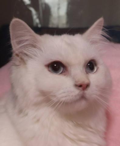 サイベリアンネヴァマスカレード