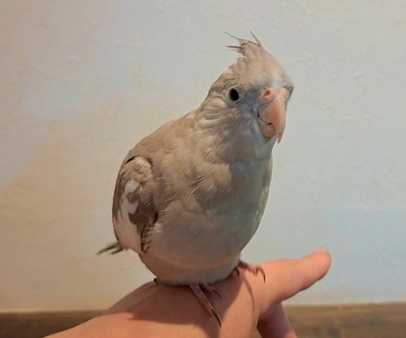 オカメインコ ホワイトフェイスシナモンパイド