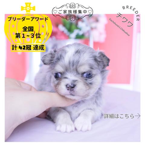 チワワ ロング