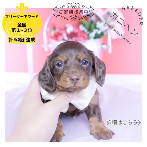 カニヘンダックスフンド ロング