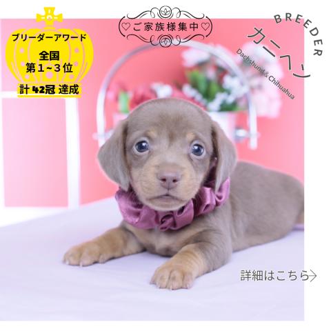 カニヘンダックスフンド　スムース