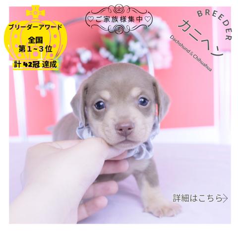 カニヘンダックスフンド　スムース