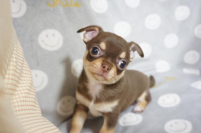 チワワ(スムースコート)