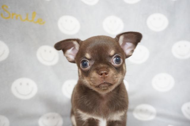 チワワ(スムースコート)