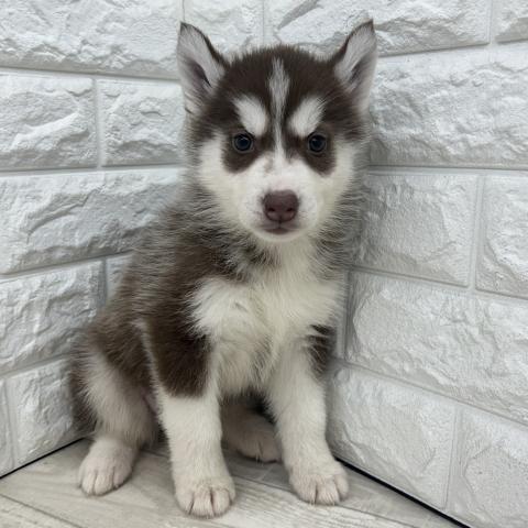 シベリアンハスキー