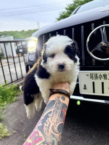 ボーダーコリー