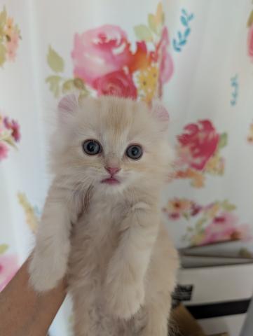 アメリカンカール