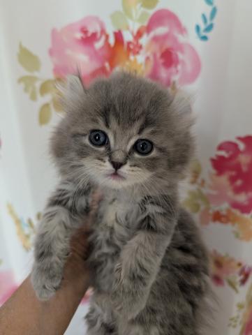 アメリカンカール