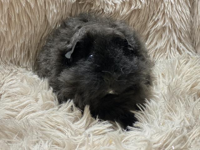 アルパカモルモット