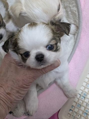 チワワ（ロングコート）