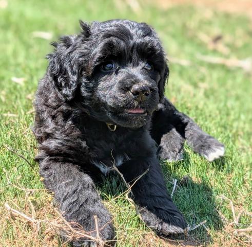 ポーチュギーズウォータードッグ