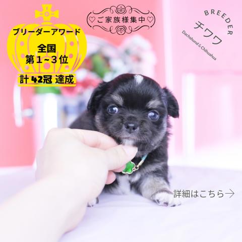 チワワ　ロング