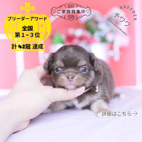 チワワ　ロング