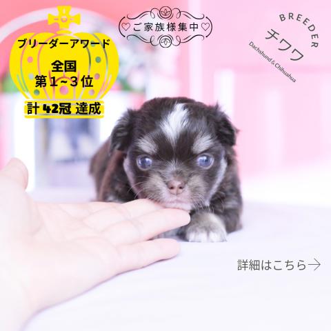 チワワ　ロング