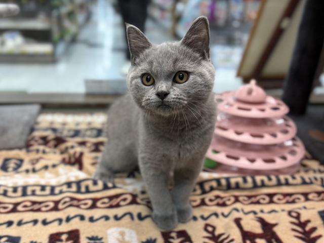 ブリティッシュショートヘア