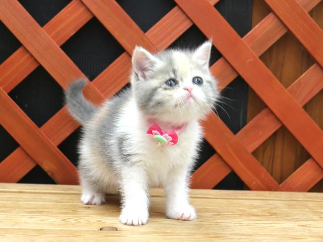 エキゾチックショートヘアー