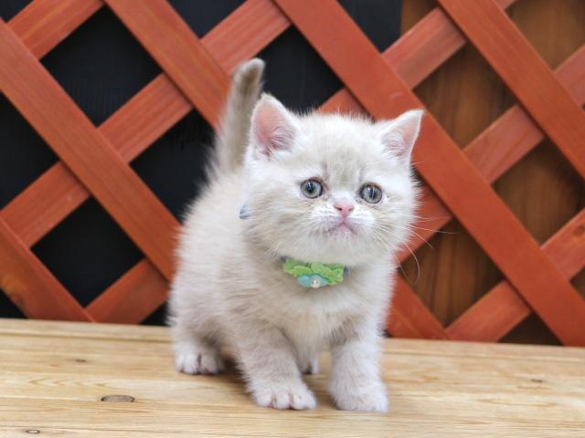 エキゾチックショートヘアー