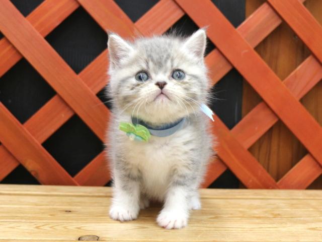 エキゾチックショートヘアー