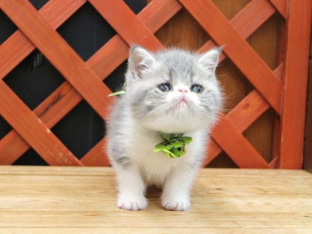 エキゾチックショートヘアー