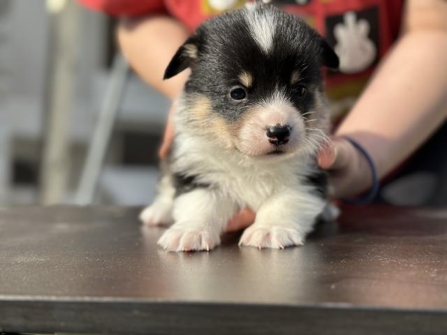 ウェルシュコーギーペンブローク