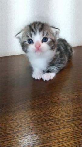 スコティッシュフォールド