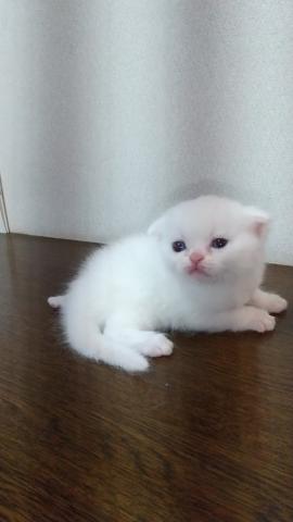 スコティッシュフォールド