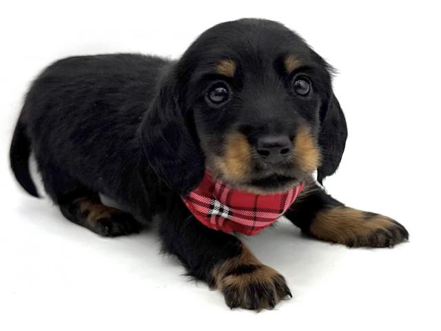 ミニチュアダックスフンド