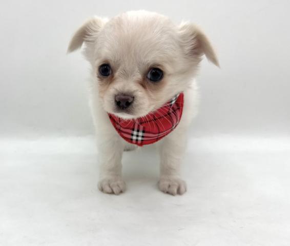 チワワ（ロングコート）