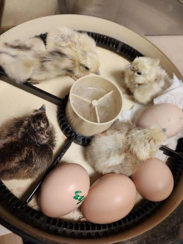 烏骨鶏