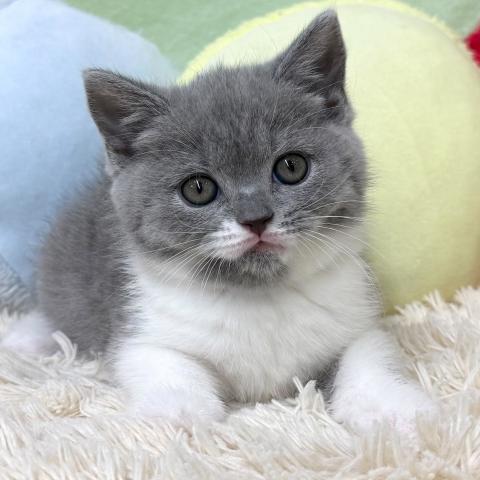 ブリティッシュショートヘア