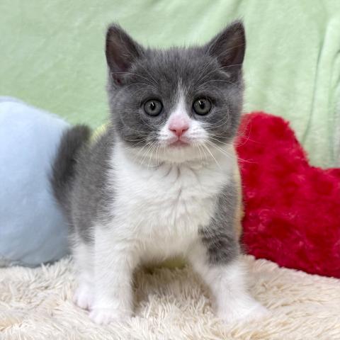 ブリティッシュショートヘア