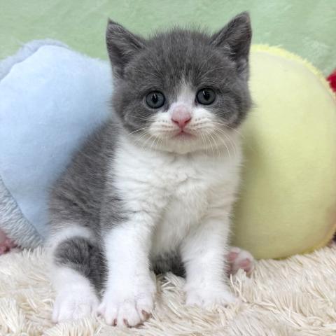 ブリティッシュショートヘア