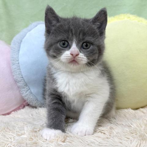 ブリティッシュショートヘア