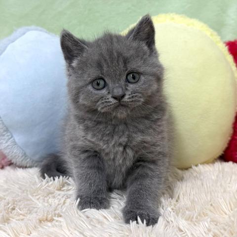 ブリティッシュショートヘア