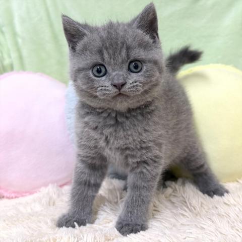 ブリティッシュショートヘア