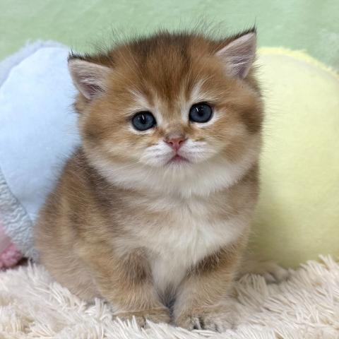 ブリティッシュショートヘア