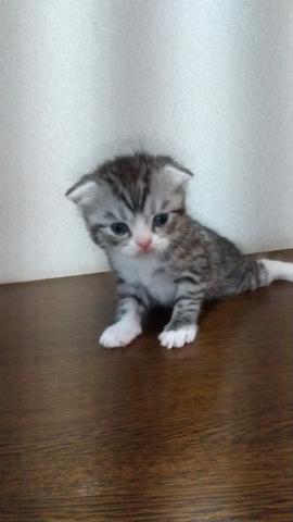 スコティッシュフォールド