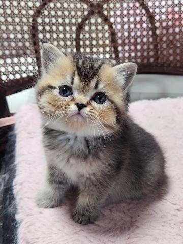 ミヌエット（旧ナポレオン）