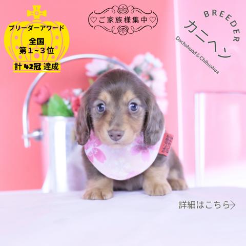 カニヘンダックスフンド　ロング