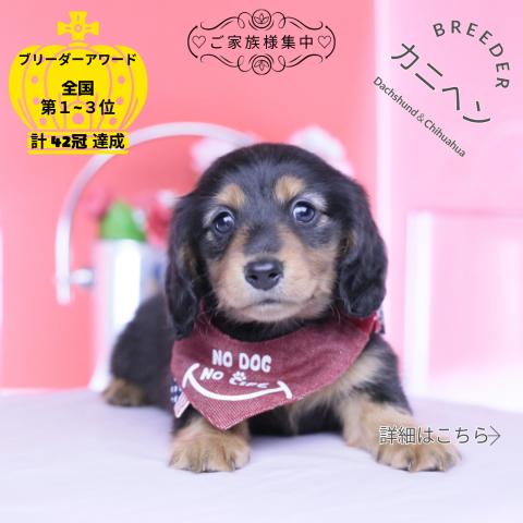 カニヘンダックスフンド　ロング