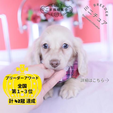 ミニチュアダックスフンド　ロング