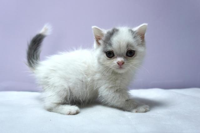 ミヌエット（旧ナポレオン）