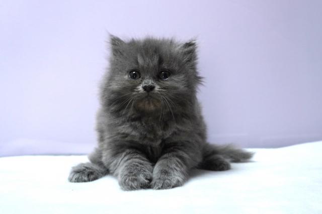 ミヌエット（旧ナポレオン）