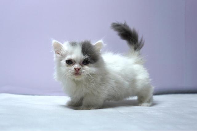 ミヌエット（旧ナポレオン）