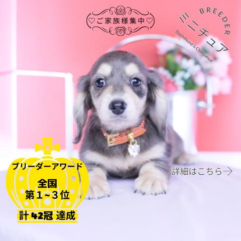 ミニチュアダックスフンド　ロング