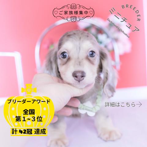 ミニチュアダックスフンド　ロング