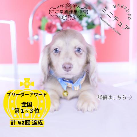 ミニチュアダックスフンド　ロング